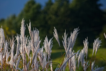 Kwitnące trzciny . Kwiatostan , trzcina . Blooming cane. Inflorescence . © Grzegorz