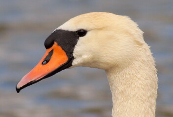 Łabędź niemy © marko658