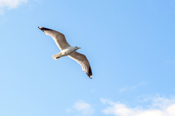 A sea gull with wide-spread wings flies in the blue clear sky. 
