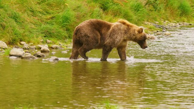 Grizzly Bear Prances and Dances around Fishing for McNeil River Salmon