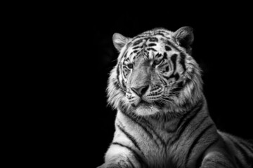 Tiger on black background