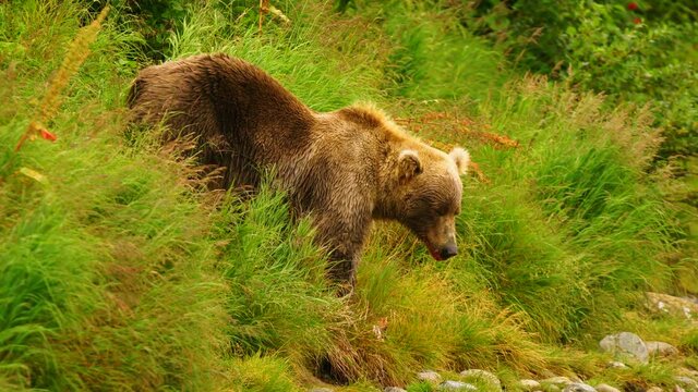 Grizzly Bear Goes to The Riverbank to Consume Freshly Caught Salmon 