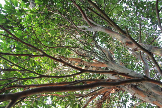 Galhos de Cambuc&aacute;