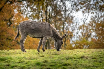Foto op Plexiglas donkey in the autumn meadow © Marc Andreu