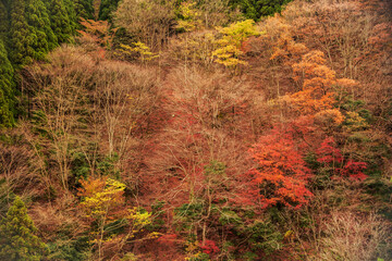兵庫県養父市・落ち葉が埋めつくし紅色の山を照らす景色