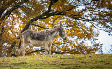 Naklejka na ściany i meble donkey in the autumn meadow