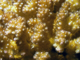 Echinopora irregularis hard coral in the Red Sea, Egypt