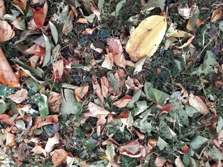 dried leaves on the ground