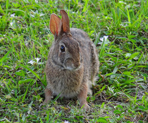 Florida wild rabbit