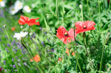 red poppy flowers