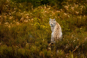 Eurasian lynx (Lynx lynx)surprised in the wilderness - Powered by Adobe