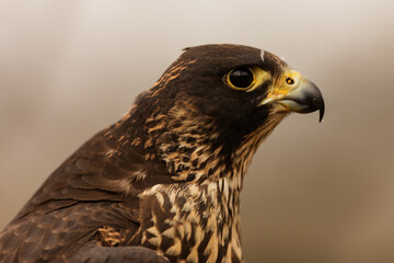 male hybrid peregrine falcon (Falco peregrinus) and saker falcon (Falco cherrug) portrait close up