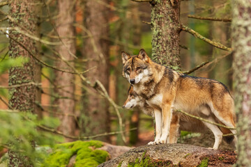 male Eurasian wolf (Canis lupus lupus) cautiously and warily peering through the trees