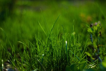 grass