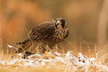 female hybrid peregrine falcon (Falco peregrinus) and saker falcon (Falco cherrug) ripped apart the...