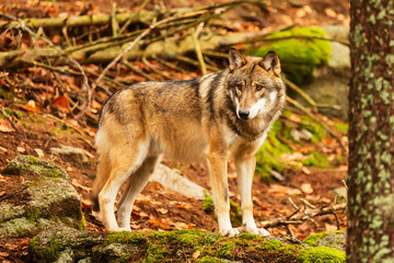 male Eurasian wolf (Canis lupus lupus) portrait in late winter forest