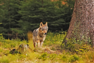 male Eurasian wolf (Canis lupus lupus) stumbling in the woods near the prey, looking around cautiously