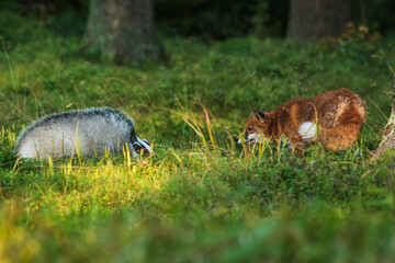European badger (Meles meles) and red fox (Vulpes vulpes) met in the woods by the prey