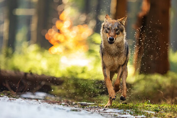 maleEurasian wolf (Canis lupus lupus) running away from the forest
