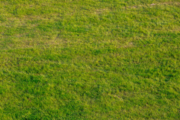 Green grass in the meadow. Background from green grass. View from above.