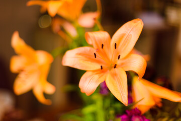 Orange lilly with wide open petals in shallow focus will all 6 stamen tops in focus against a dreamy flowery out of focus background.
