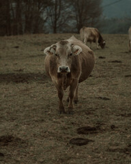 cow in the middle of nature grazing on the mountain