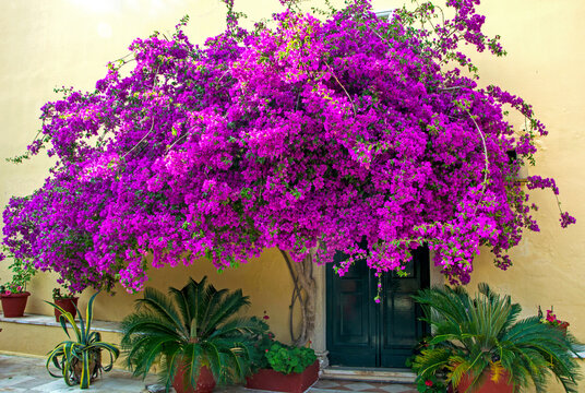 Bugenwilla, kącicierń, amarantowa, r&oacute;żowa  -Bougainvillea
