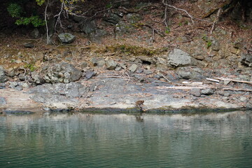 猿と川