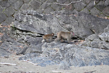 移動している親子の猿