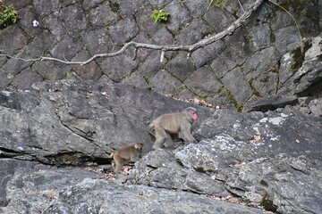 移動している親子の猿
