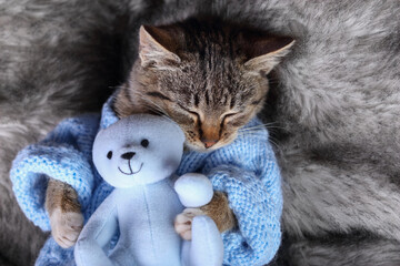 Cute beautiful little Cat in a blue sweater sleeps sweetly and hugs a toy blue teddy bear. Tabby. Cat sleeps  Little kitten pets. Care for pets. New Year.