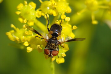 Tachinid Fly (Ectophasia sp.), female