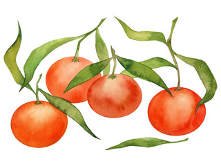 Tangerines. Hand painted watercolor orange tangerines.