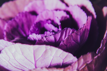 Close up violet purple cabbage flower with water drops. Ornamental cabbage. Floral background....