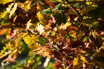 Autunno