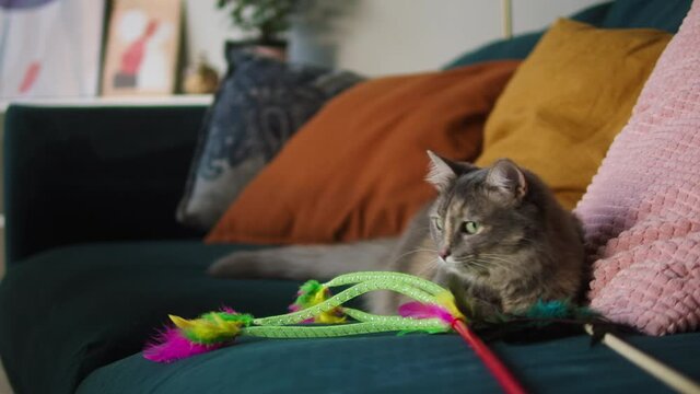 Cat lying on sofa in living room. Domestic animal at home. Grey kitten relaxing on couch close-up, waving his tail. Furry pedigreed pet and toys for playing. Little best friends concept. 