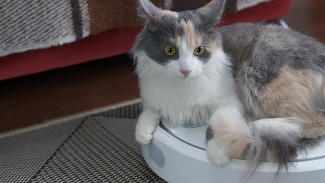 A cat clean the floor. A colored cat clean the floor and sits on the vacuum cleaner on the floor.
