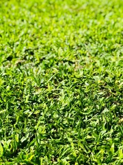 green grass background