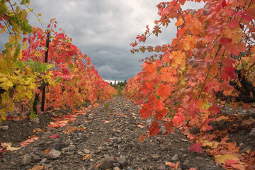 Vineyards. View of the rows of vines. Beautiful colorful autumn landscape.