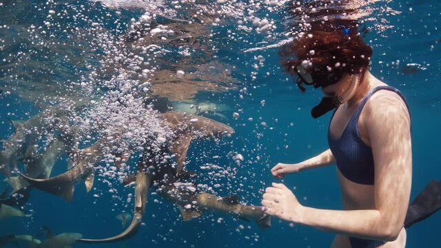 Swim with shark. Couple swim with the Nurse sharks (Ginglymostoma cirratum) in the tropical sea.
