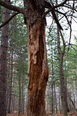 Obraz premium tree in the park