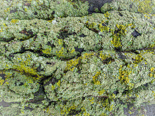 TEXTURA RUGOSA. MUSGO SOBRE MADERA.