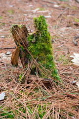 moss on the ground