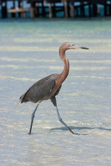 A Reddish Egret on the shoreline looking for fish.