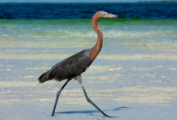 A Reddish Egret on the shoreline looking for fish.