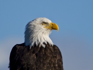 Close-up of a Bald eagle against blue sky