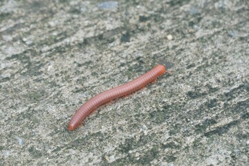 ed millipede goes like a train on the stone