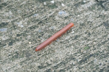 ed millipede goes like a train on the stone