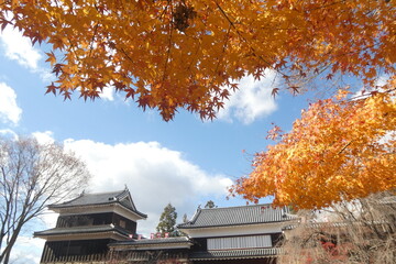 Japanese Autumn Leaves