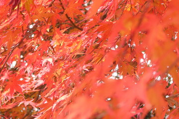 Japanese Autumn Leaves